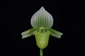 Paph. hennisianum var. christiansenii Sweet Pea